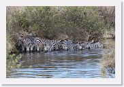 14SerengetiDayGameDrive - 195 * The first ones were pushed further from shore until one finally noticed the Crocodile we had previously photographed on our way to see the Elephants.